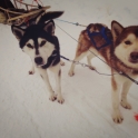 Husky, Kaamanen.jpg